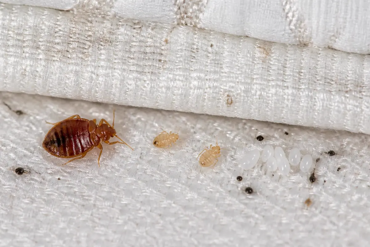 Bed bug life stages on a mattress: adult, pale nymphs, white eggs and dark fecal spots