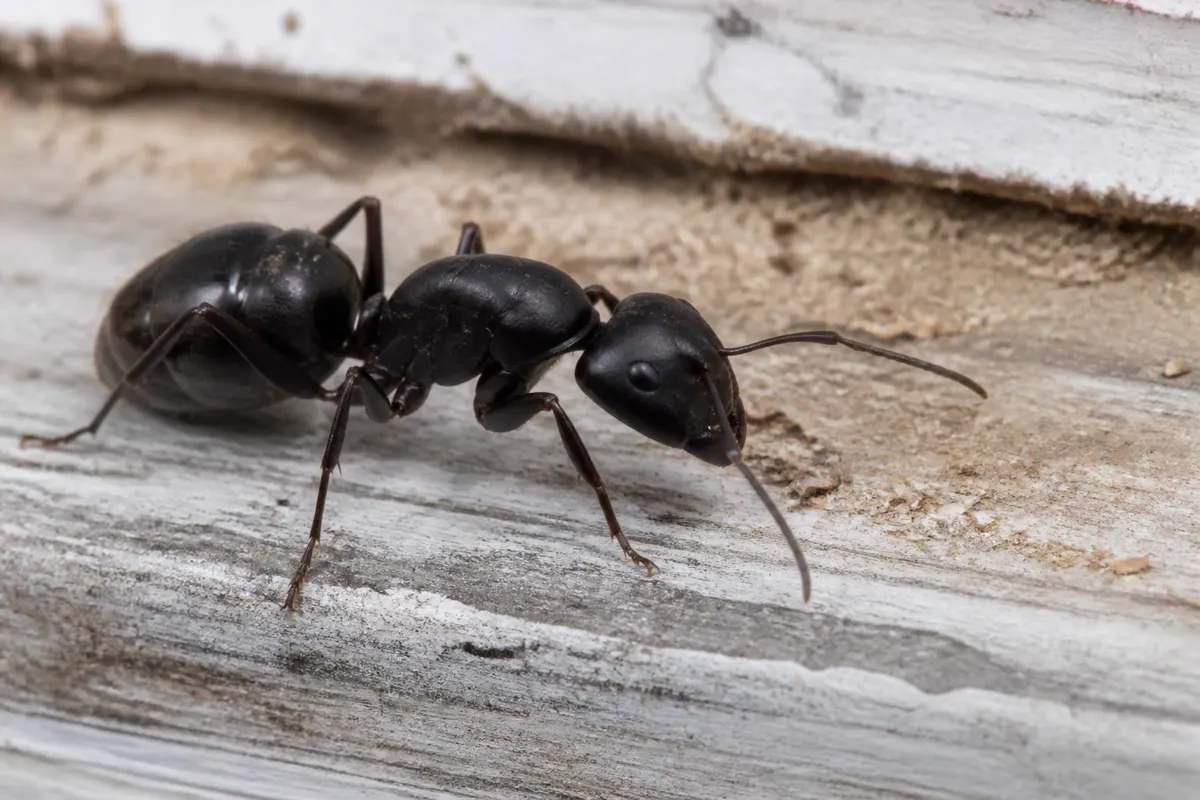 Large black carpenter ant on a weathered wooden window sill with sawdust
