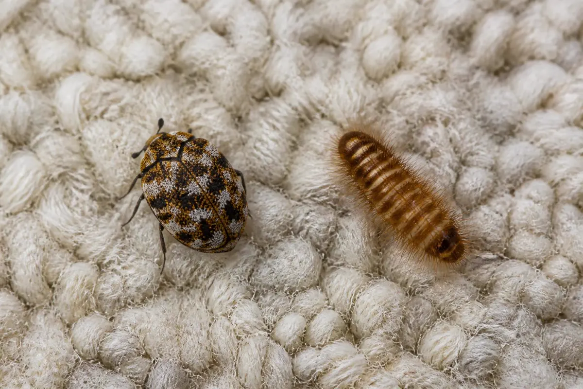 Varied carpet beetle and hairy larva on a wool rug