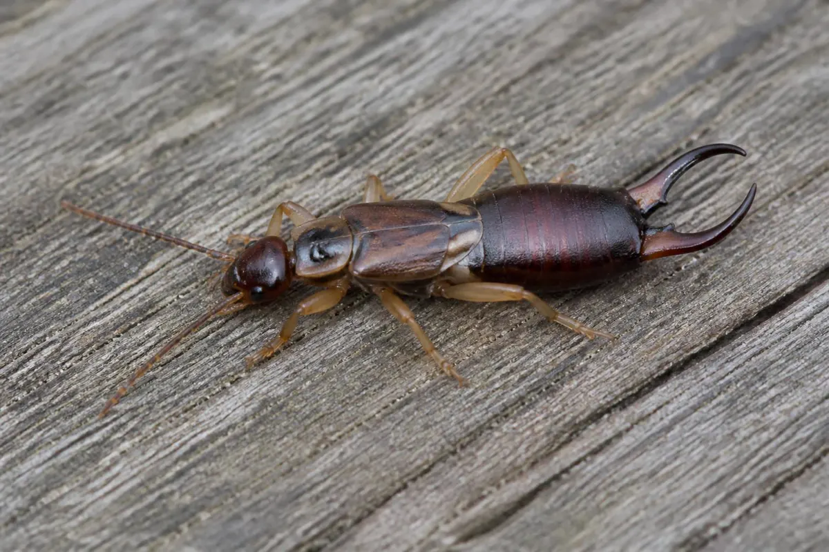 European earwig on a wooden deck with pincers at the tail