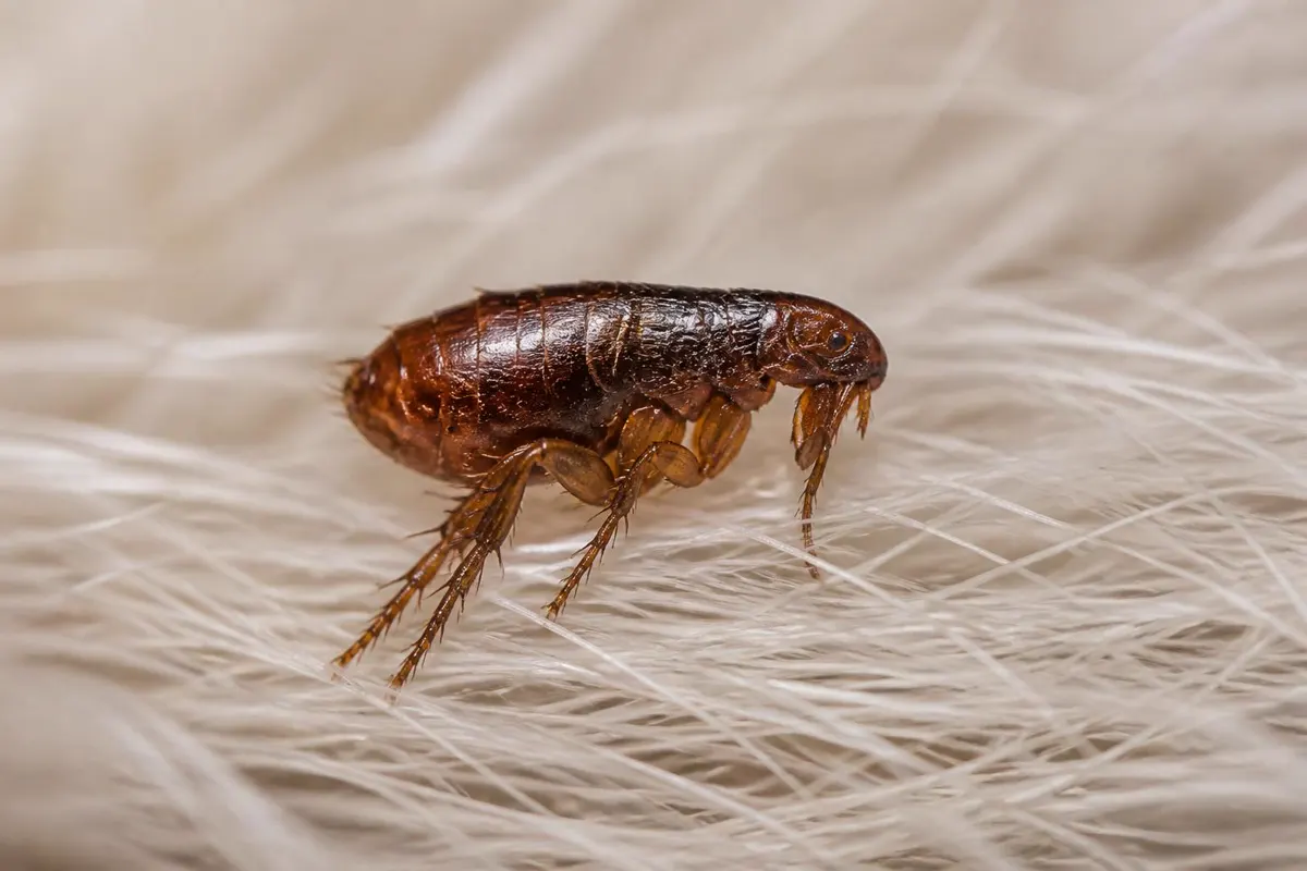Cat flea in pet fur, small, reddish-brown and flattened