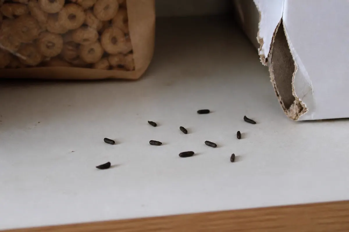 Mouse droppings on a cupboard shelf next to a chewed cereal box