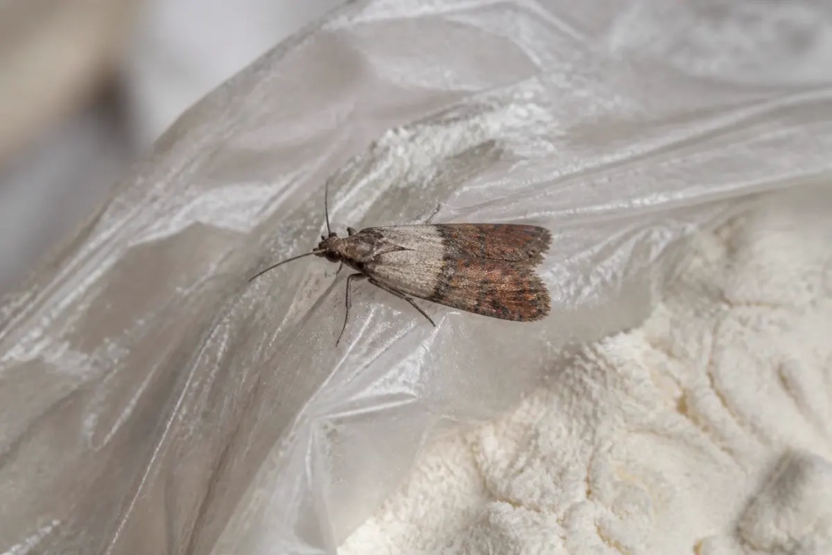 Indian meal moth on an open flour bag, with grey and coppery wings