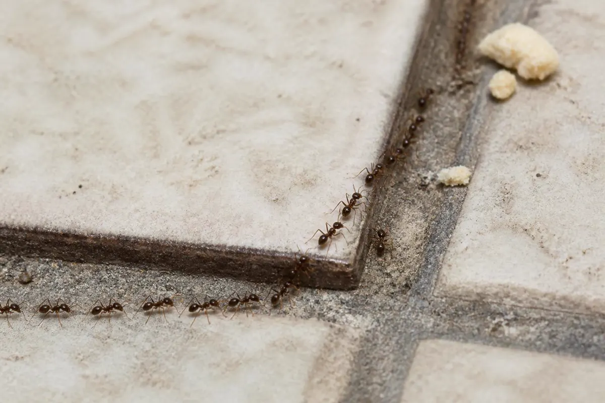 Trail of small dark pavement ants along kitchen floor tile grout