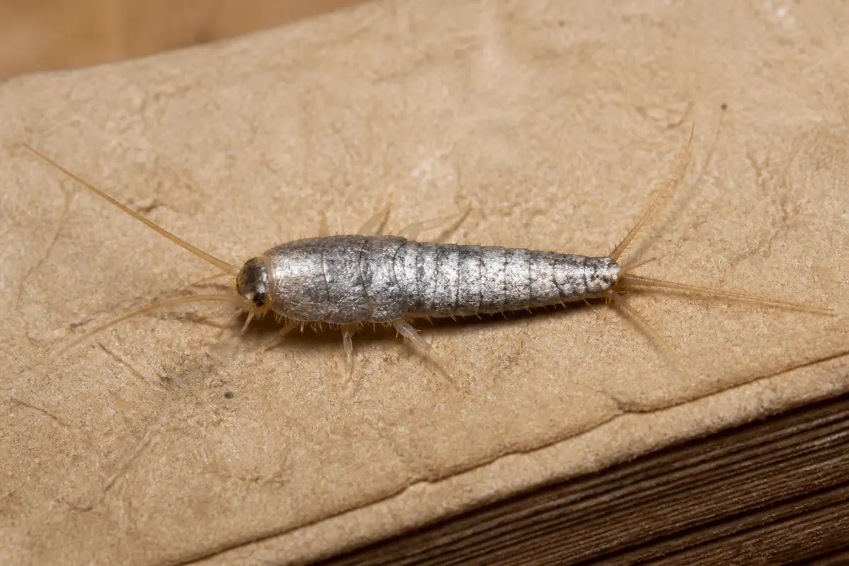 Silverfish on an old book page, silvery and carrot-shaped with three tail bristles